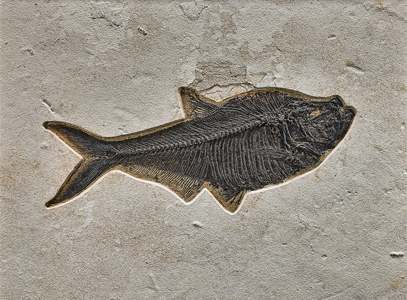Fine Fossil Fish